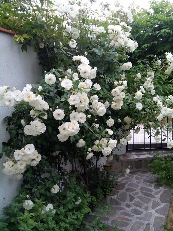 Guest House By The Captain Βάρνα Εξωτερικό φωτογραφία